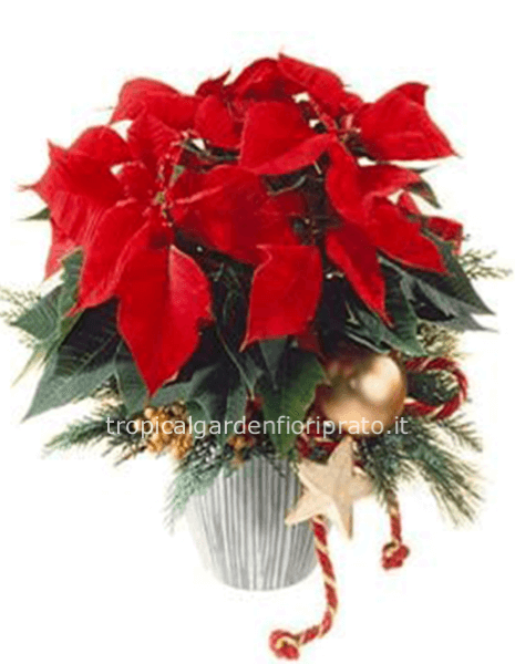 Stella di Natale con confezione speciale 40 cm, altezza 55 cm