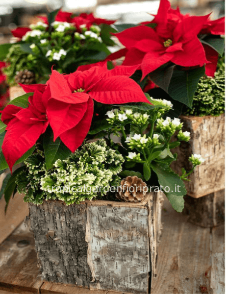 Composizione di piante natalizia con elementi naturali