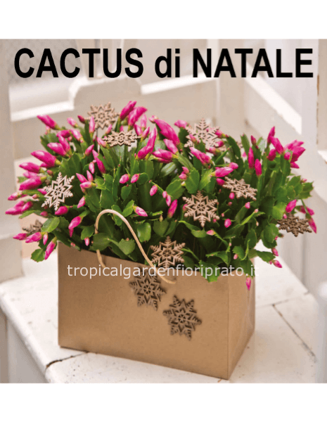 Cactus di Natale pianta con box o vaso in ceramica