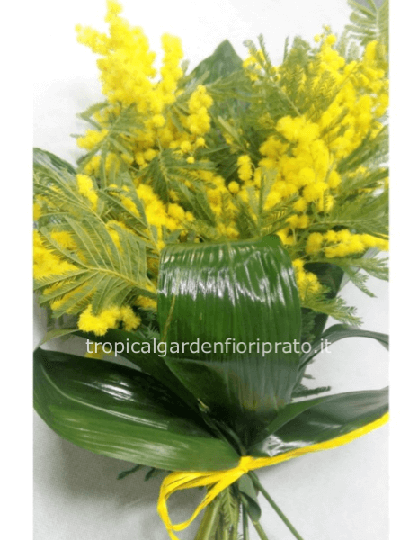 Bouquet di mimosa con foglie a chiusura