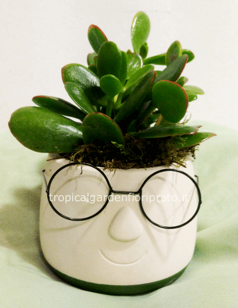 Figura vaso con occhiali e pianta grassa