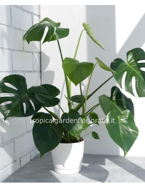 Pianta Monstera deliciosa