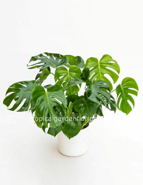 Pianta Monstera deliciosa diametro altezza 70 cm , larghezza 65 cm