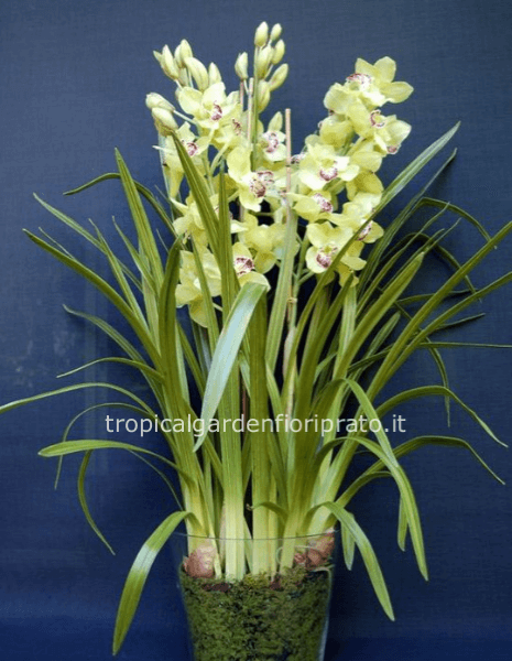 Orchidea Cymbidium 3/4 rami