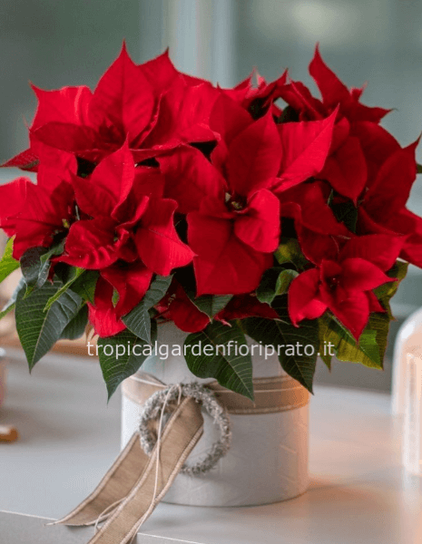 Stella con cappelliera, altezza 37 cm, diametro 35cm