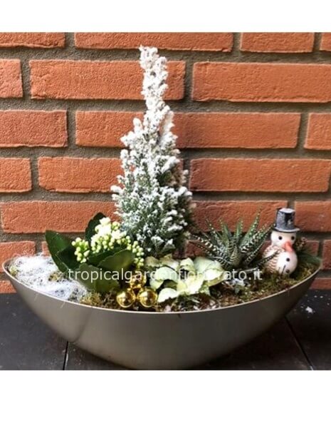 Composizione piante di buone feste 28 x 33cm