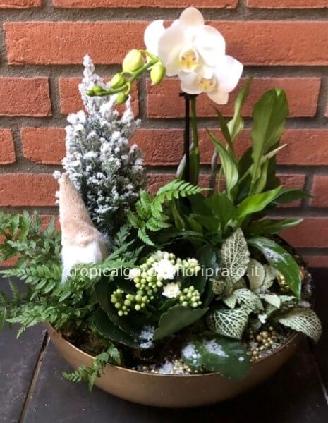 Composizione di  piante buone feste con orchidea