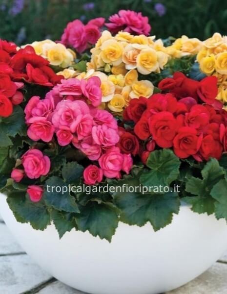Begonie grandi in ciotola pvc con confezione di buone feste