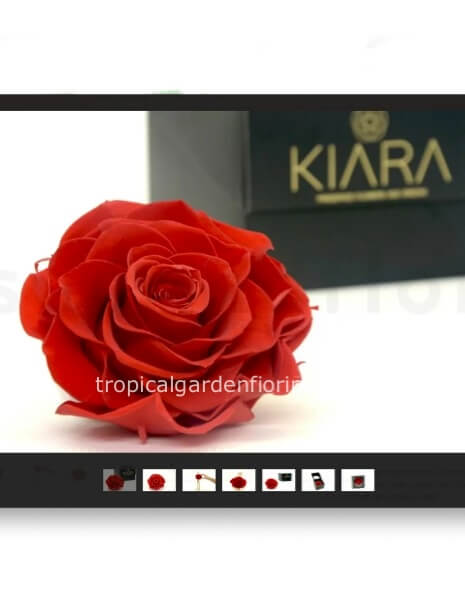 rosa rossa XXL stabilizzata profumata con scatola