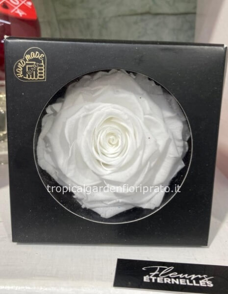 Rosa bianca stabilizzata xxl con scatola nera