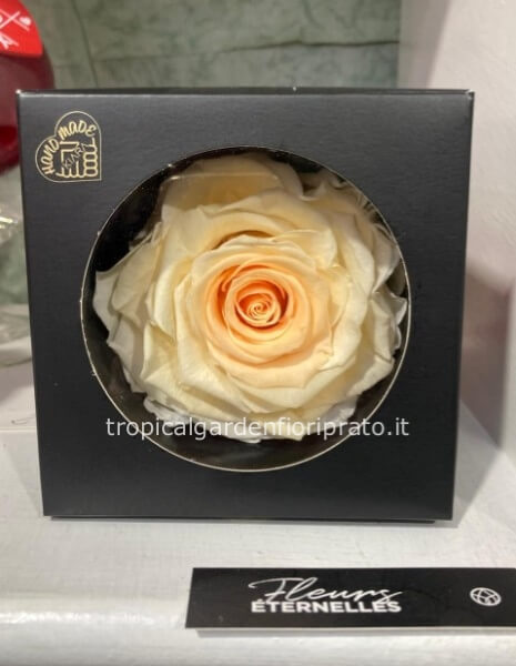 Rosa gialla stabilizzata xxl con scatola nera