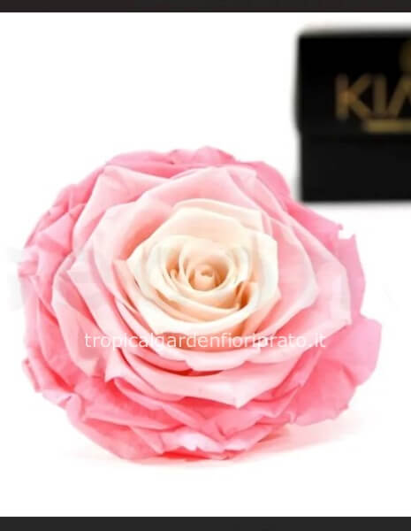 Rosa rosa sfumata XXL stabilizzata profumata con scatola
