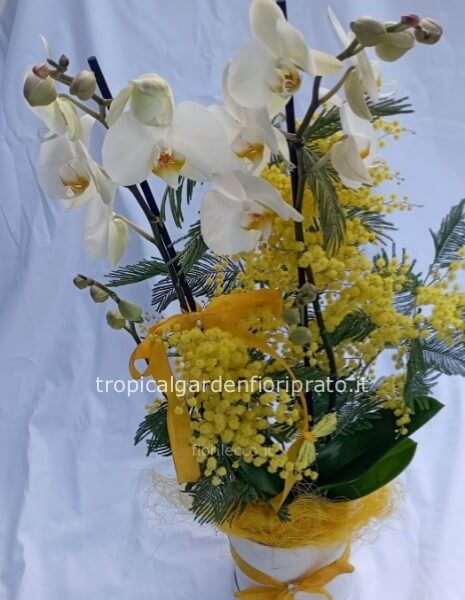Pianta orchidea bianca con mimosa