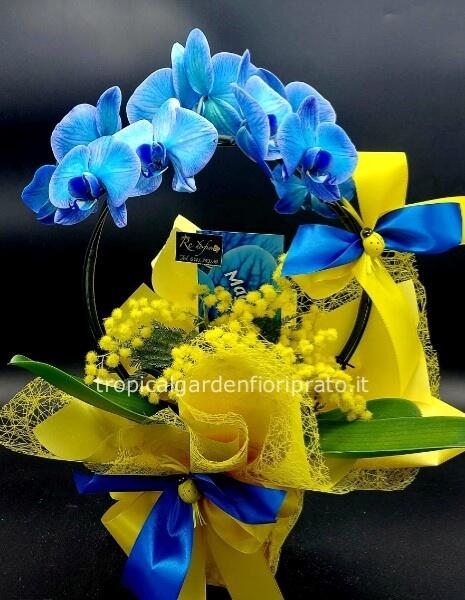 Pianta orchidea rotonda, colore blu con mimosa