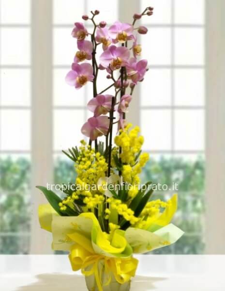 Pianta orchidea rosa con mimosa