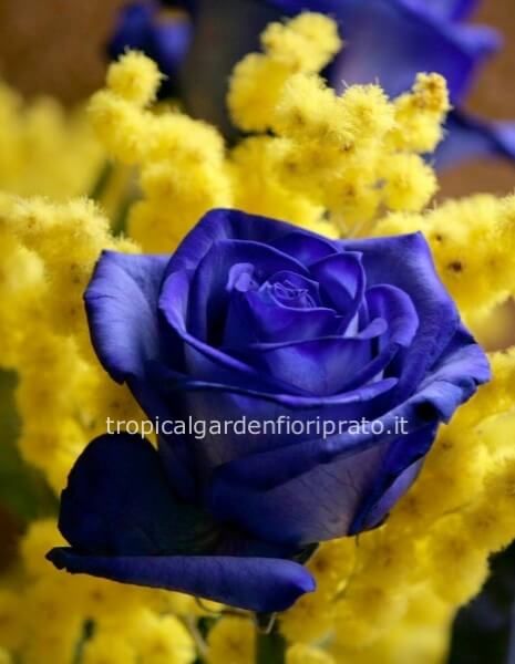 Mazzo di rose blu a gambo lungo con mimosa