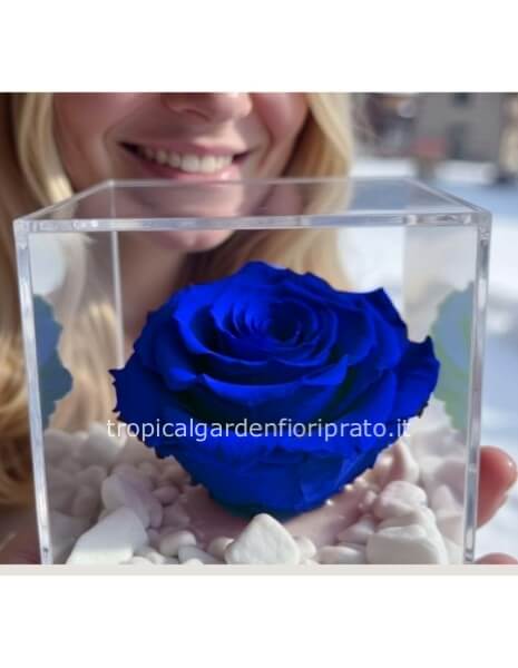 Rosa blu XL stabilizzata nel cubo