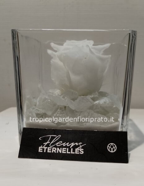 Rosa bianca stabilizzata nel cubo