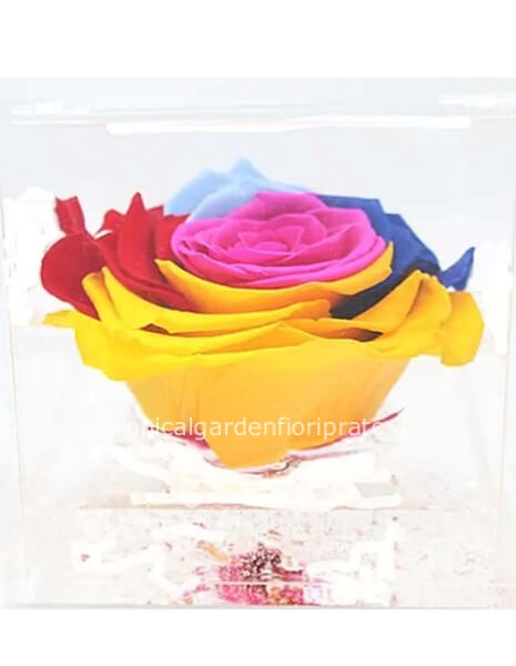 Rosa stabilizzata arcobaleno nel cubo