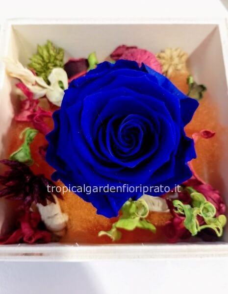 Rosa blu stabilizzata xl con fiori secchi naturali e scatola