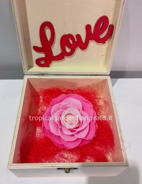 Rosa rosa stabilizzata xxl con scatola di legno 16 x16 cm