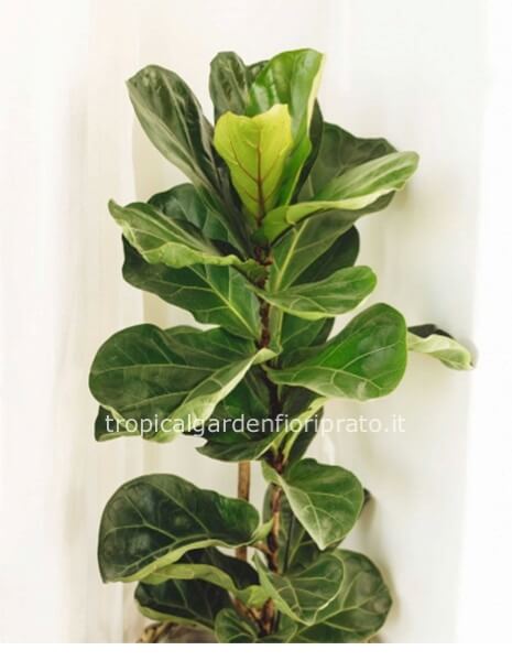 Ficus lyrata