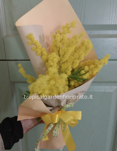 2 confezioni di mimosa trandy