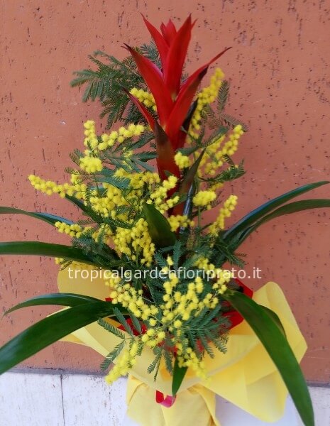 Pianta bromelia grande con mimosa