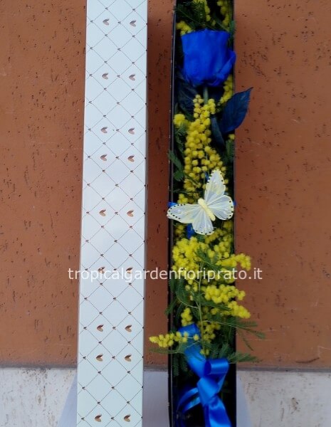 1 Rosa blu con mimosa in scatola elegante