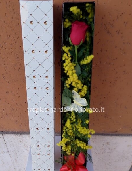 Rosa rossa con mimosa in scatola elegante