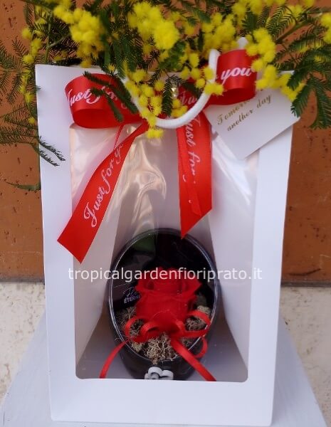 Rosa rossa stabilizzata con vaso, mimosa e confezione elegante