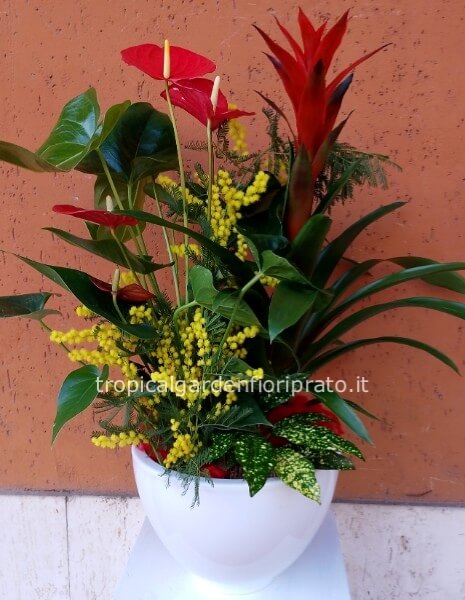 Composizione di piante grande con mimosa