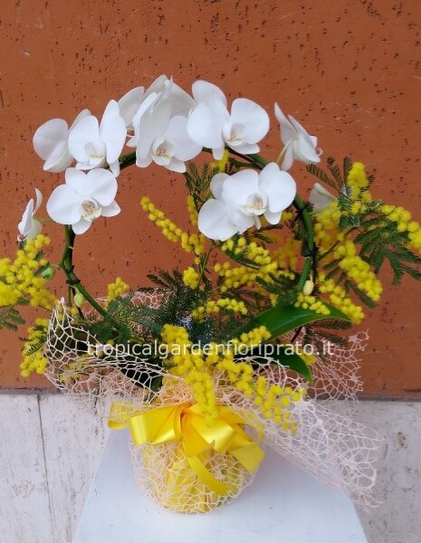 Pianta orchidea tonda con mimosa