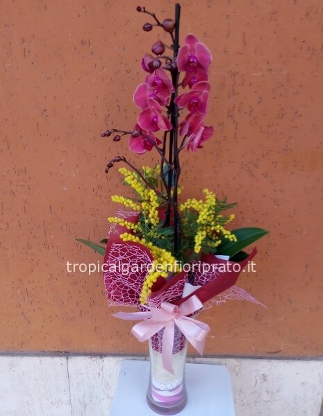 Orchidea con vaso di vetro decor e mimosa