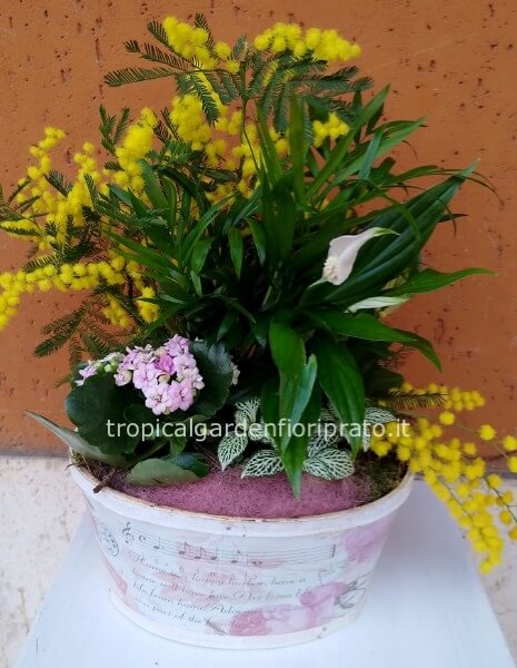 Composizione di piante con mimosa