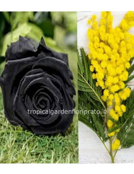 Mazzo di rose nere a gambo lungo con mimosa