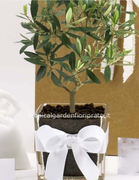 	 Pianta olivo in vaso di vetro o ceramica bianca 