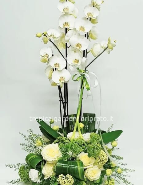Pianta orchidea con fiori