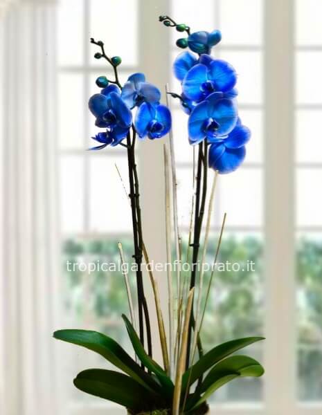 Pianta orchidea phaleno colore blu