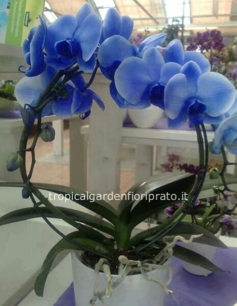 Pianta orchidea phalenopsis boog blu