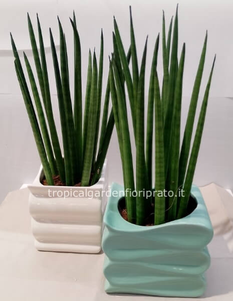 	 Sansevieria Mikado