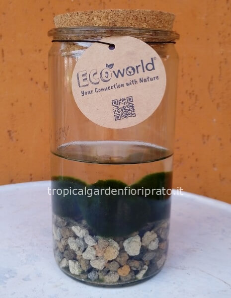Alga marimo
