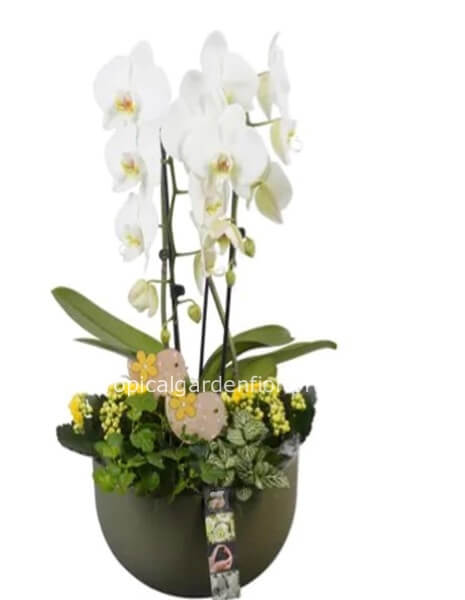 Composizione piante con orchidea e confezione per la Pasqua, con vaso ceramica o cassetta, 22 cm