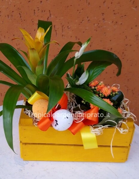 Composizione pasquale di piante con cassetta
