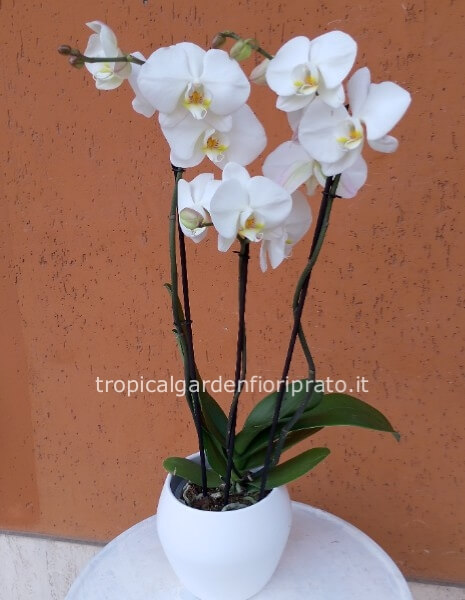 Pianta orchidea phalenopsis grande a tre steli, vaso 15 x h 80 cm