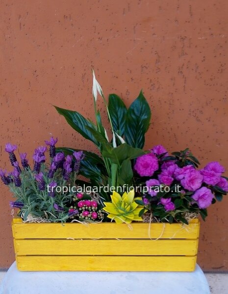 Cassetta con piante fiorite 45 x 45 cm