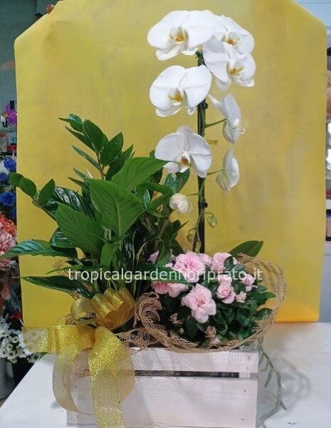 Composizioni di piante con orchidea grande