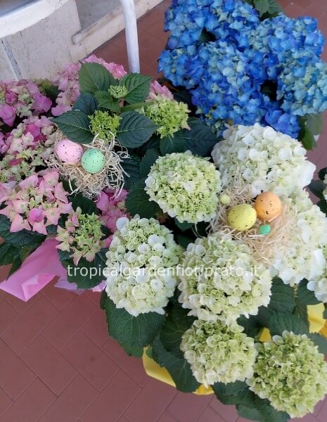 Pianta  grande ortensia pasquale 