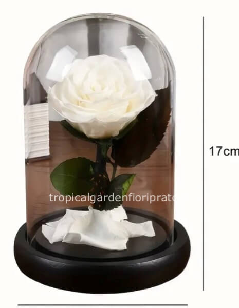 Rosa bianca stabilizzata La bella e la bestia