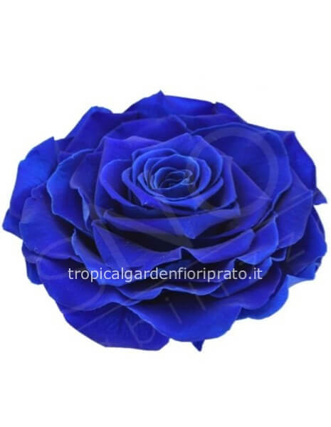 Rosa blu XXL stabilizzata con scatola bianca